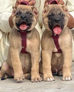 King kurdish kangaal pair pure breed security dog 2months for sale