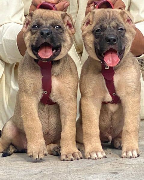 King kurdish kangaal pair pure breed security dog 2months for sale 0