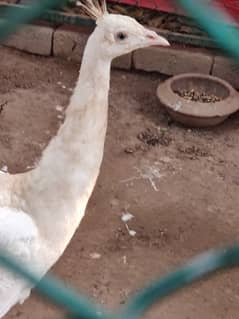 White Peacock Breeder Male