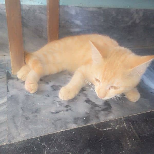 3 month baby cat 2