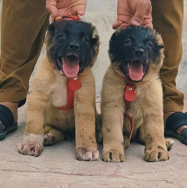 kordish kangal male and female available 0