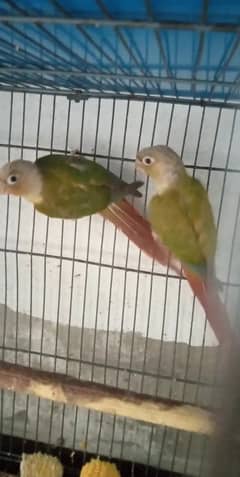 Pineapple conure for sale