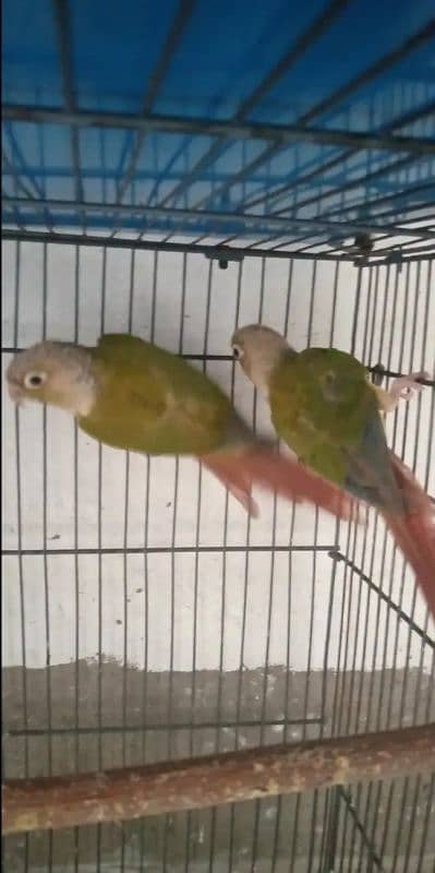 Pineapple conure for sale 1