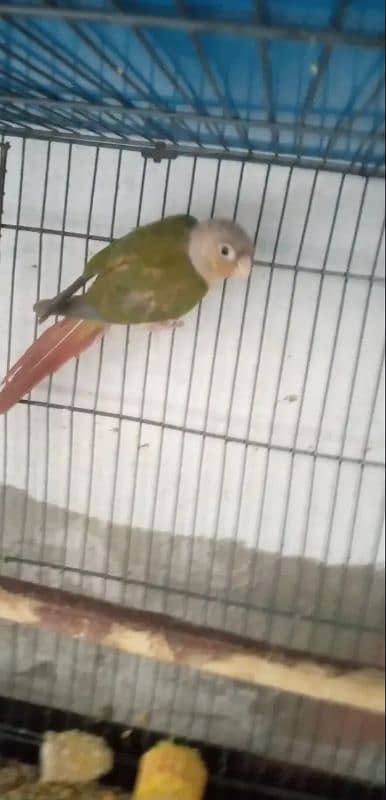 Pineapple conure for sale 2