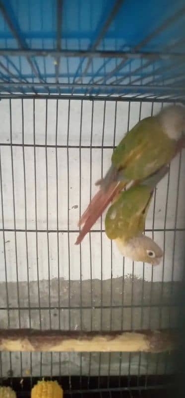 Pineapple conure for sale 3