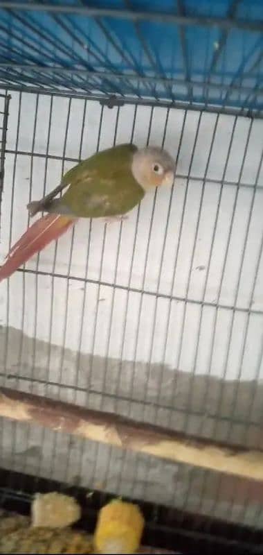 Pineapple conure for sale 4