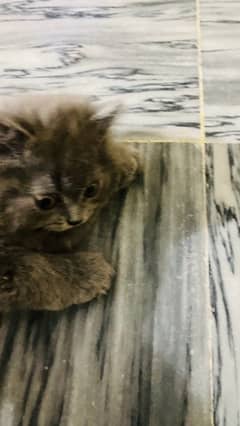 persian grey kittens