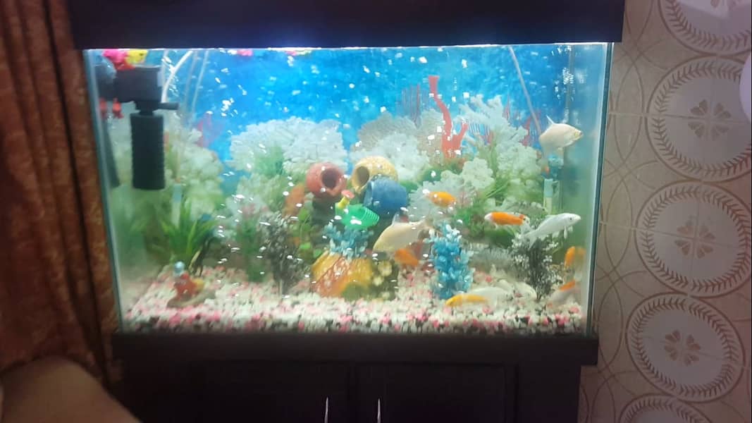 Fish Aquarium 0