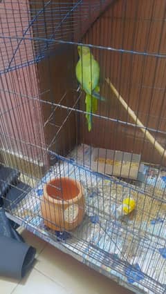 parrot 0