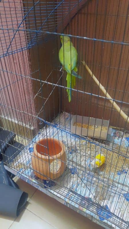 parrot 0