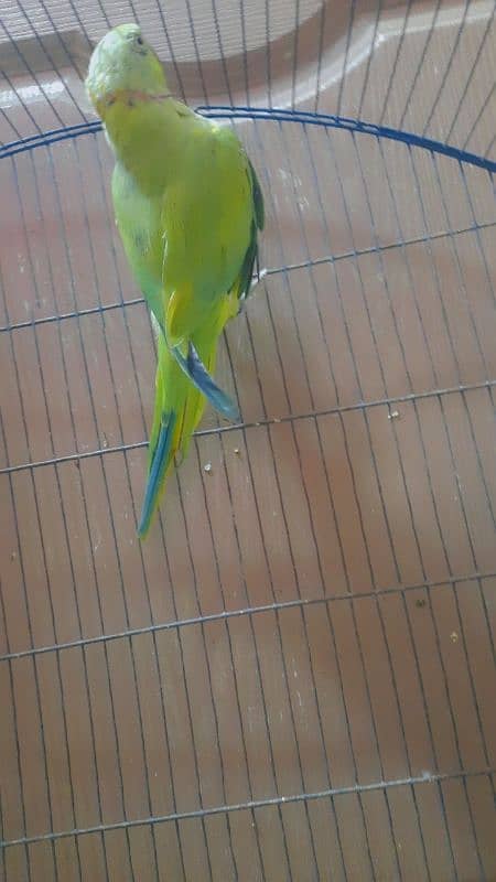 parrot 1