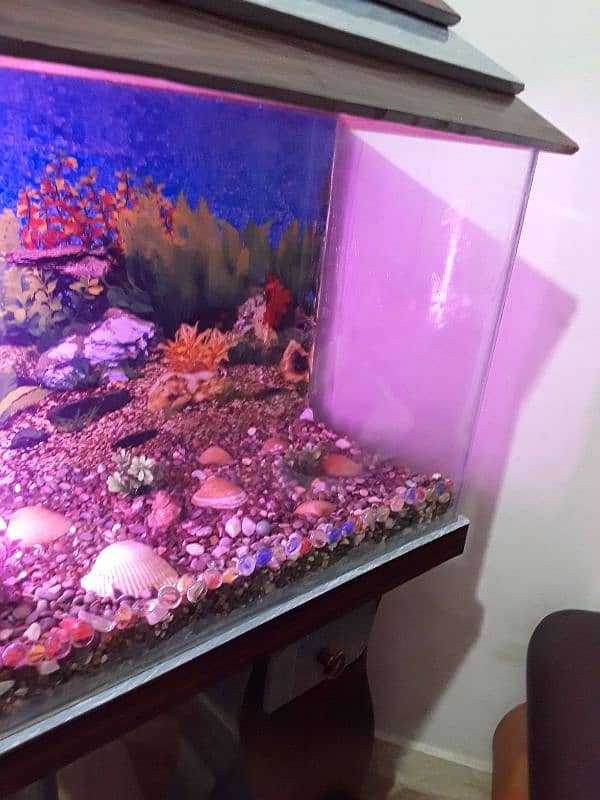 Aquarium For Sale (Only Aquarium) 2