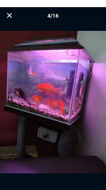 Aquarium For Sale (Only Aquarium) 7