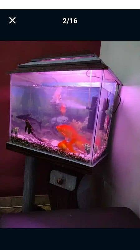 Aquarium For Sale (Only Aquarium) 11