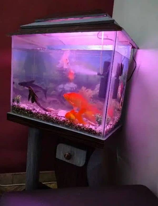 Aquarium For Sale (Only Aquarium) 12