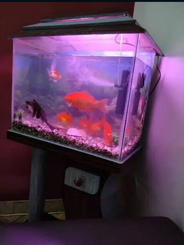 Aquarium For Sale (Only Aquarium) 13