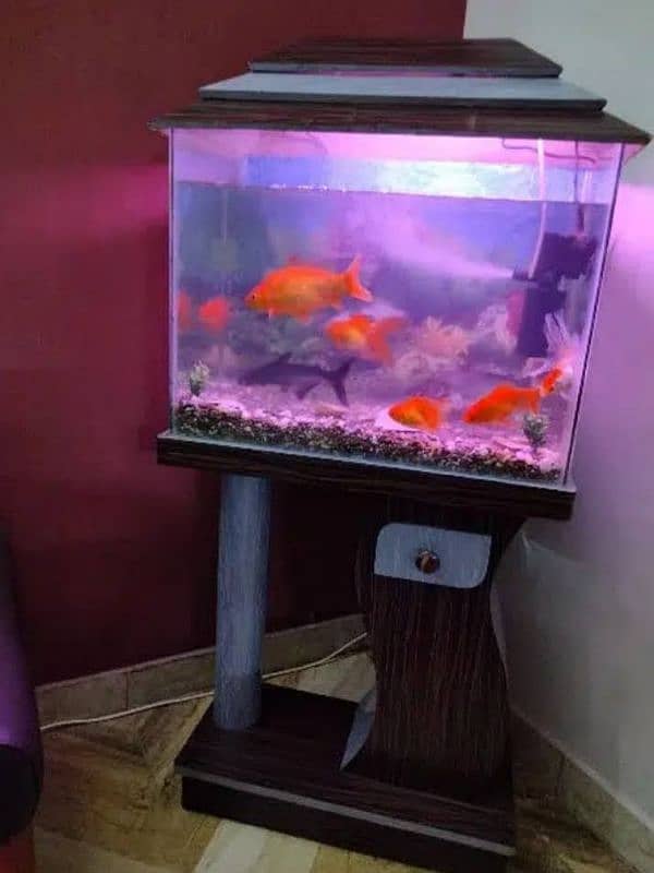 Aquarium For Sale (Only Aquarium) 16