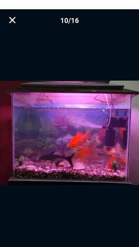 Aquarium For Sale (Only Aquarium) 18