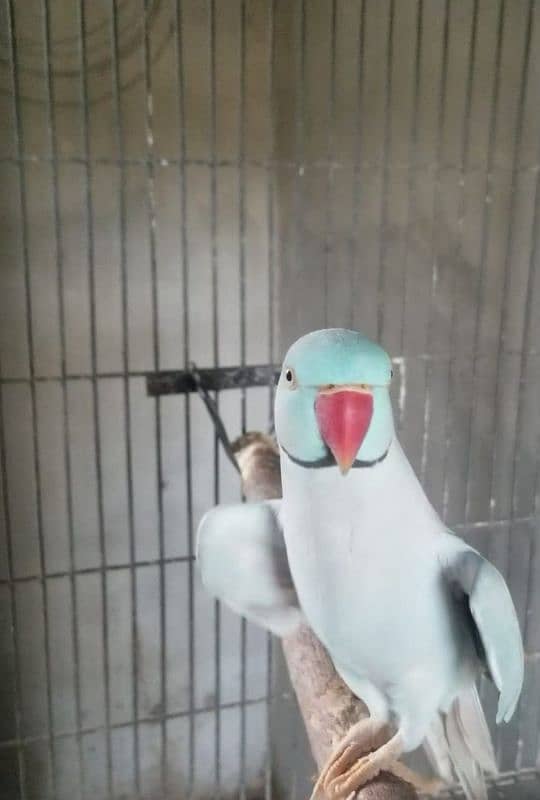 Blue Ringneck male masha Allah Good talking 0