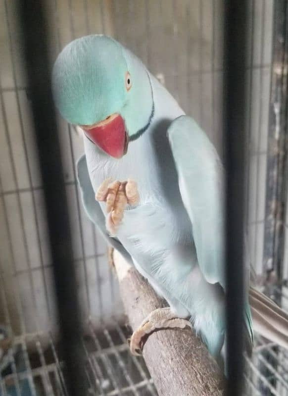 Blue Ringneck male masha Allah Good talking 1