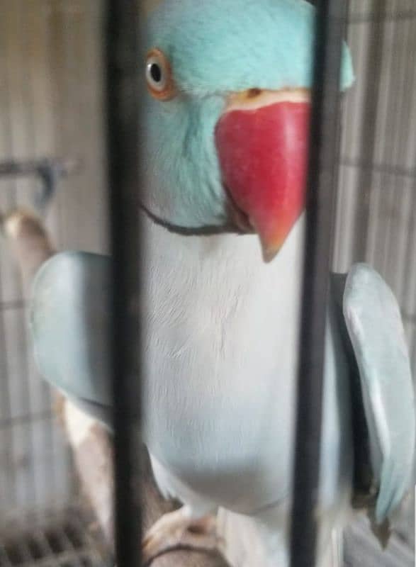 Blue Ringneck male masha Allah Good talking 2