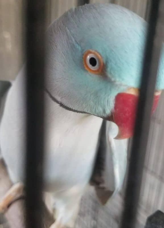 Blue Ringneck male masha Allah Good talking 3