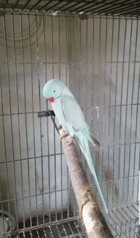 Blue Ringneck male masha Allah Good talking 4