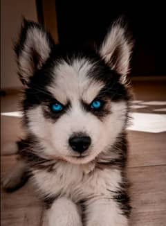 Siberian husky puppies 0344-6933-885 0