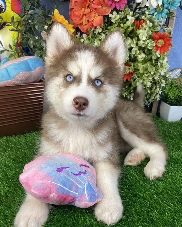 Siberian husky puppies 0344-6933-885 1