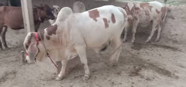 Desi bull / Daglee Bull / wacha / Bull for sale / Cow