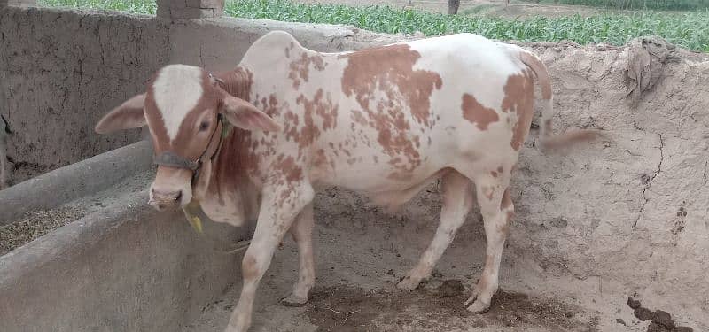 Desi bull / Daglee Bull / wacha / Bull for sale / Cow 1