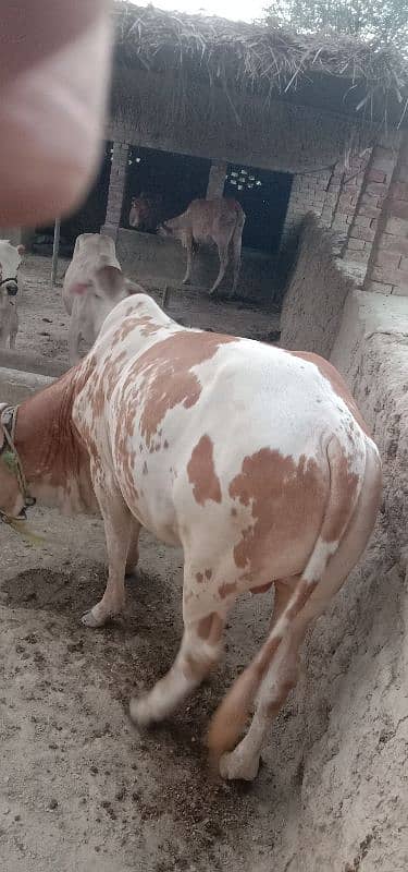 Desi bull / Daglee Bull / wacha / Bull for sale / Cow 2