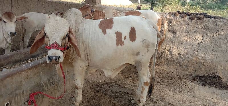 Desi bull / Daglee Bull / wacha / Bull for sale / Cow 6