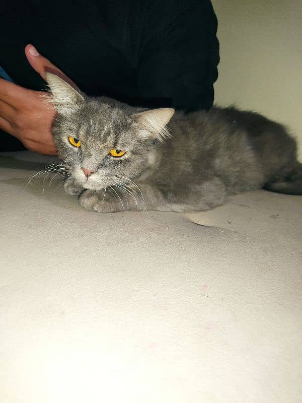 Blue Russian cat for sale 2