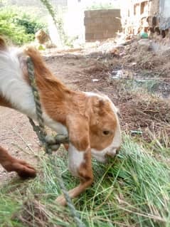 Bakra for sale mashallah buht active hai