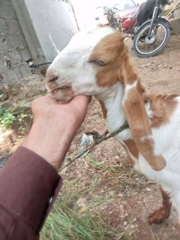 Bakra for sale mashallah buht active hai 1