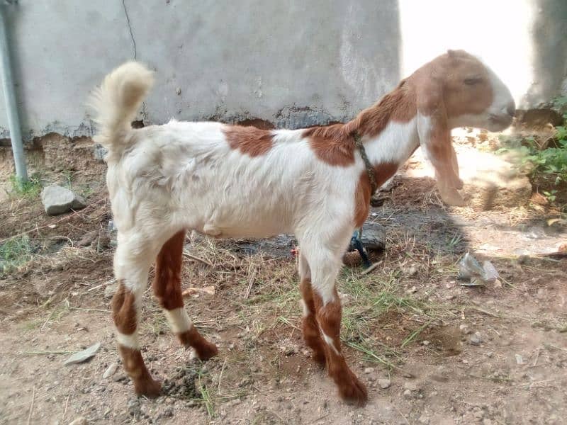 Bakra for sale mashallah buht active hai 2