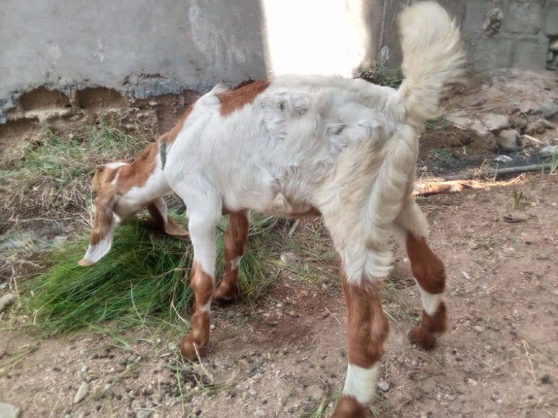 Bakra for sale mashallah buht active hai 3