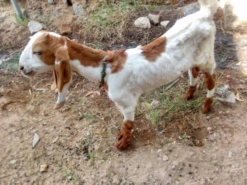 Bakra for sale mashallah buht active hai 4