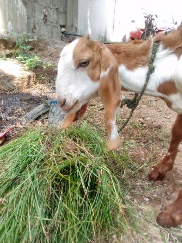 Bakra for sale mashallah buht active hai 6