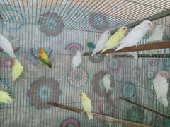 love bird  contact (03215276176)