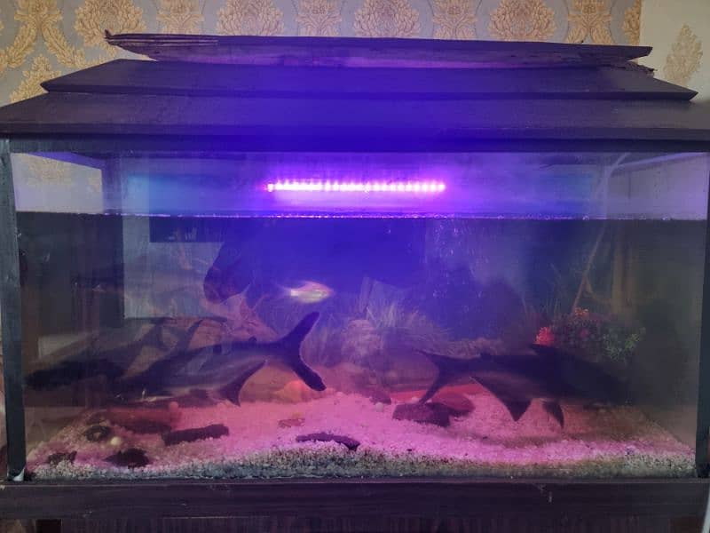 4 feet aquarium with 6fishes 2