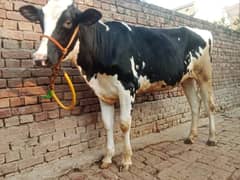 Imported Female Cow (04 Month Pregnant) 0