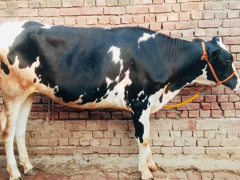 Imported Female Cow (04 Month Pregnant) 1