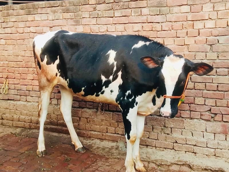 Imported Female Cow (04 Month Pregnant) 2