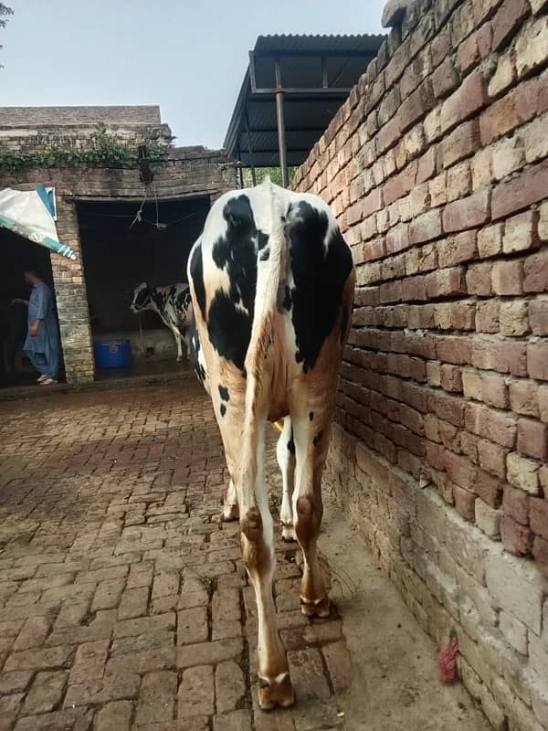 Imported Female Cow (04 Month Pregnant) 3