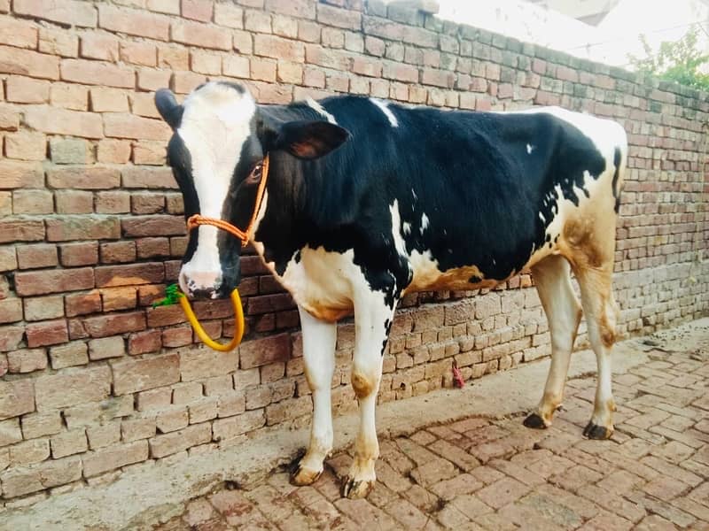 Imported Female Cow (04 Month Pregnant) 4