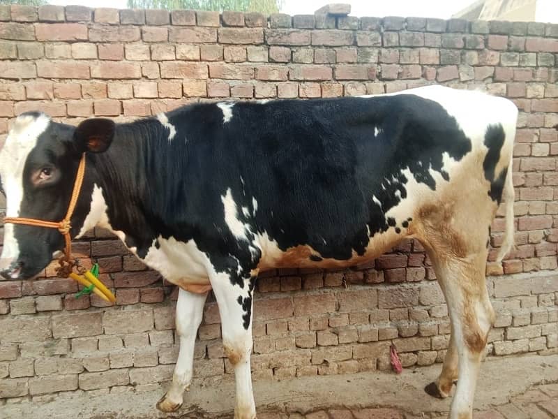 Imported Female Cow (04 Month Pregnant) 5