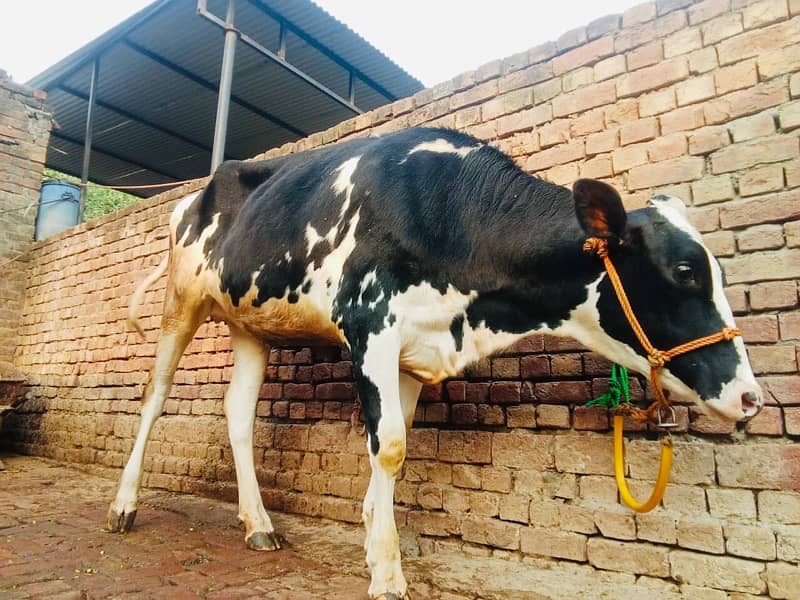 Imported Female Cow (04 Month Pregnant) 6