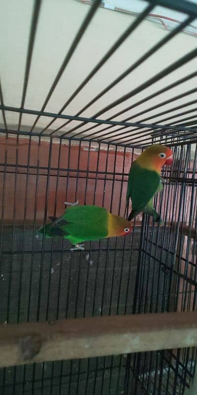 green fisher breeder pair 1